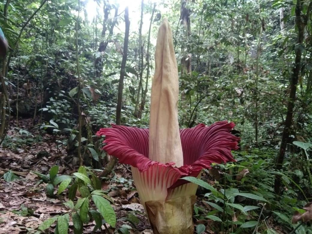 בוקיט לוואנג Lucky Bamboo'Bungalows-Resto And Orangutan Jungle Trekking Tours מראה חיצוני תמונה
