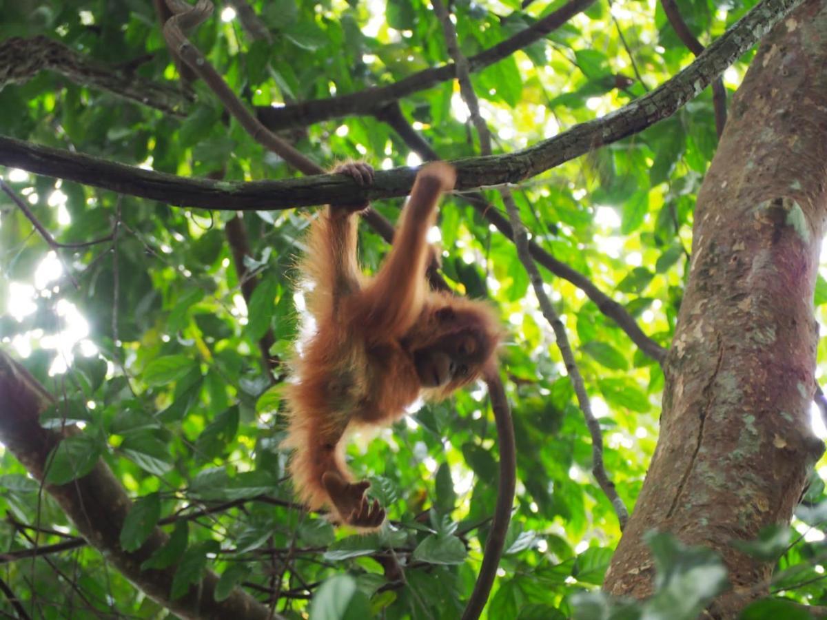 בוקיט לוואנג Lucky Bamboo'Bungalows-Resto And Orangutan Jungle Trekking Tours מראה חיצוני תמונה