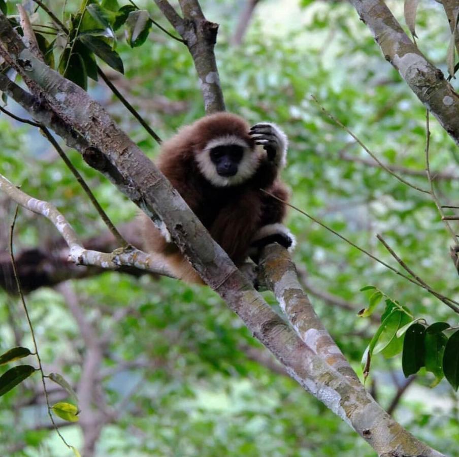בוקיט לוואנג Lucky Bamboo'Bungalows-Resto And Orangutan Jungle Trekking Tours מראה חיצוני תמונה