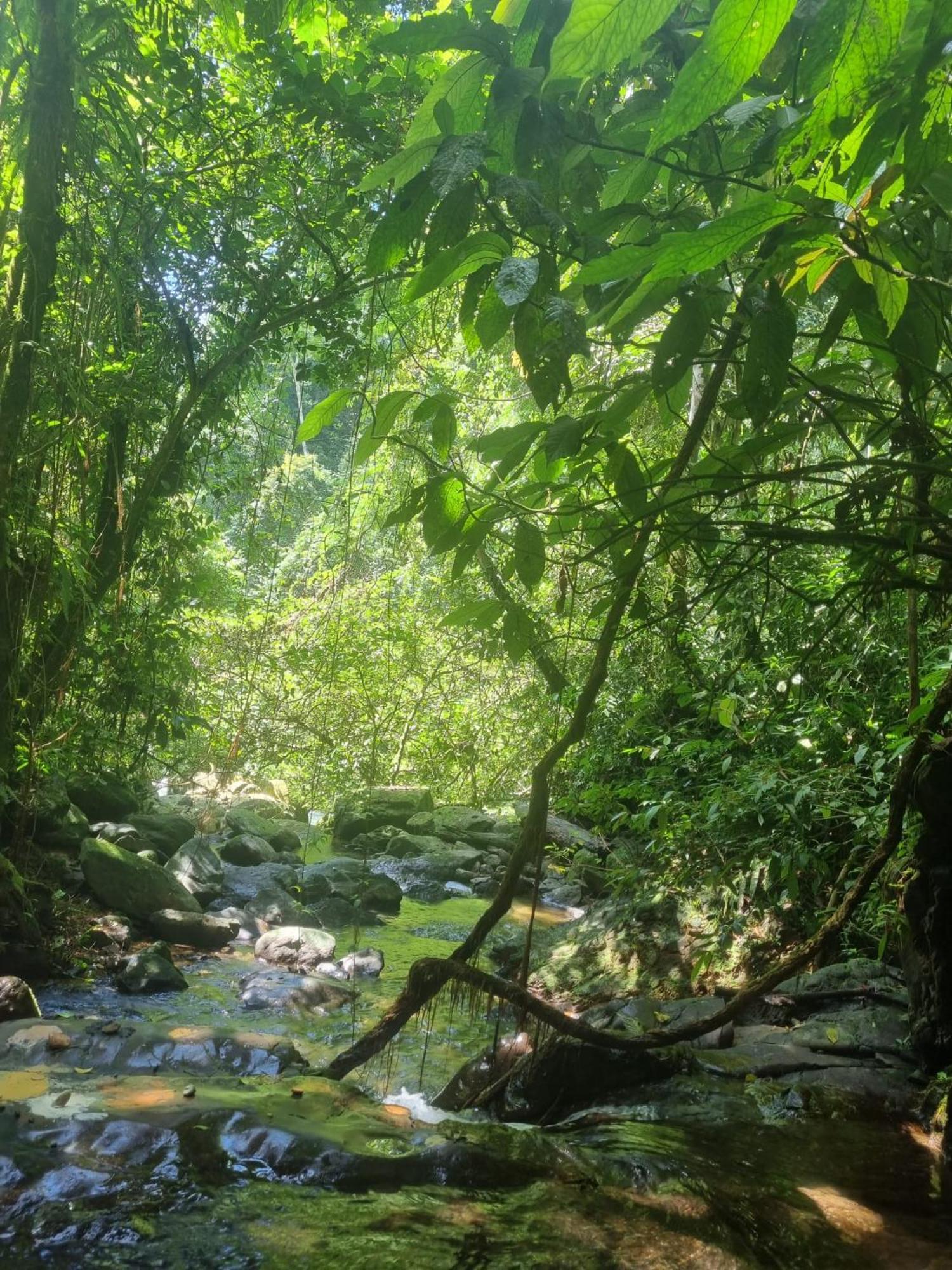 בוקיט לוואנג Lucky Bamboo'Bungalows-Resto And Orangutan Jungle Trekking Tours מראה חיצוני תמונה