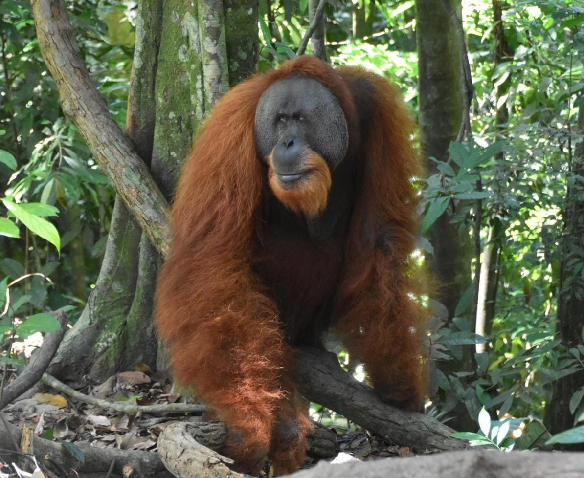 בוקיט לוואנג Lucky Bamboo'Bungalows-Resto And Orangutan Jungle Trekking Tours מראה חיצוני תמונה