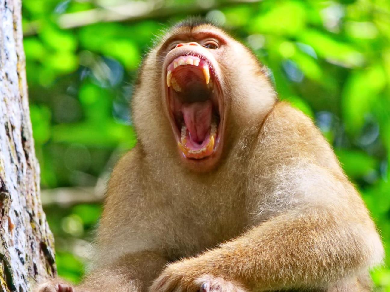 בוקיט לוואנג Lucky Bamboo'Bungalows-Resto And Orangutan Jungle Trekking Tours מראה חיצוני תמונה